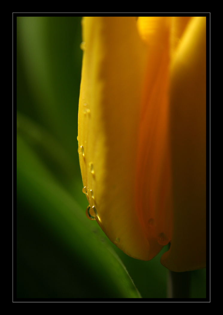 Tulipan_05m.jpg