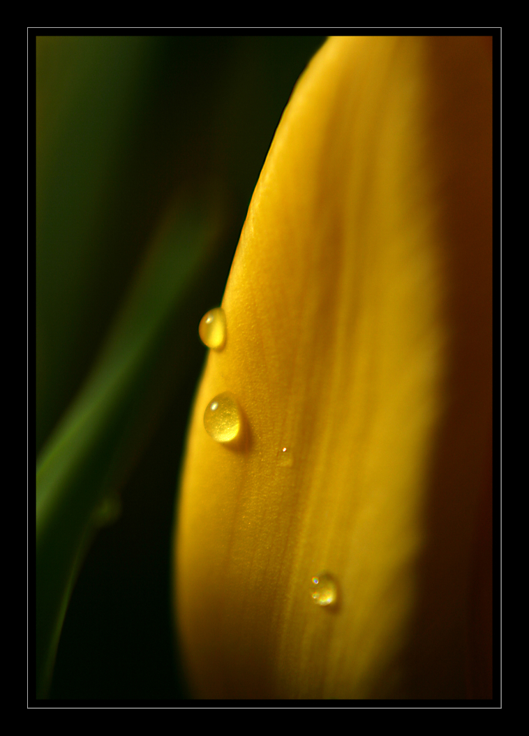 Tulipan_06m.jpg